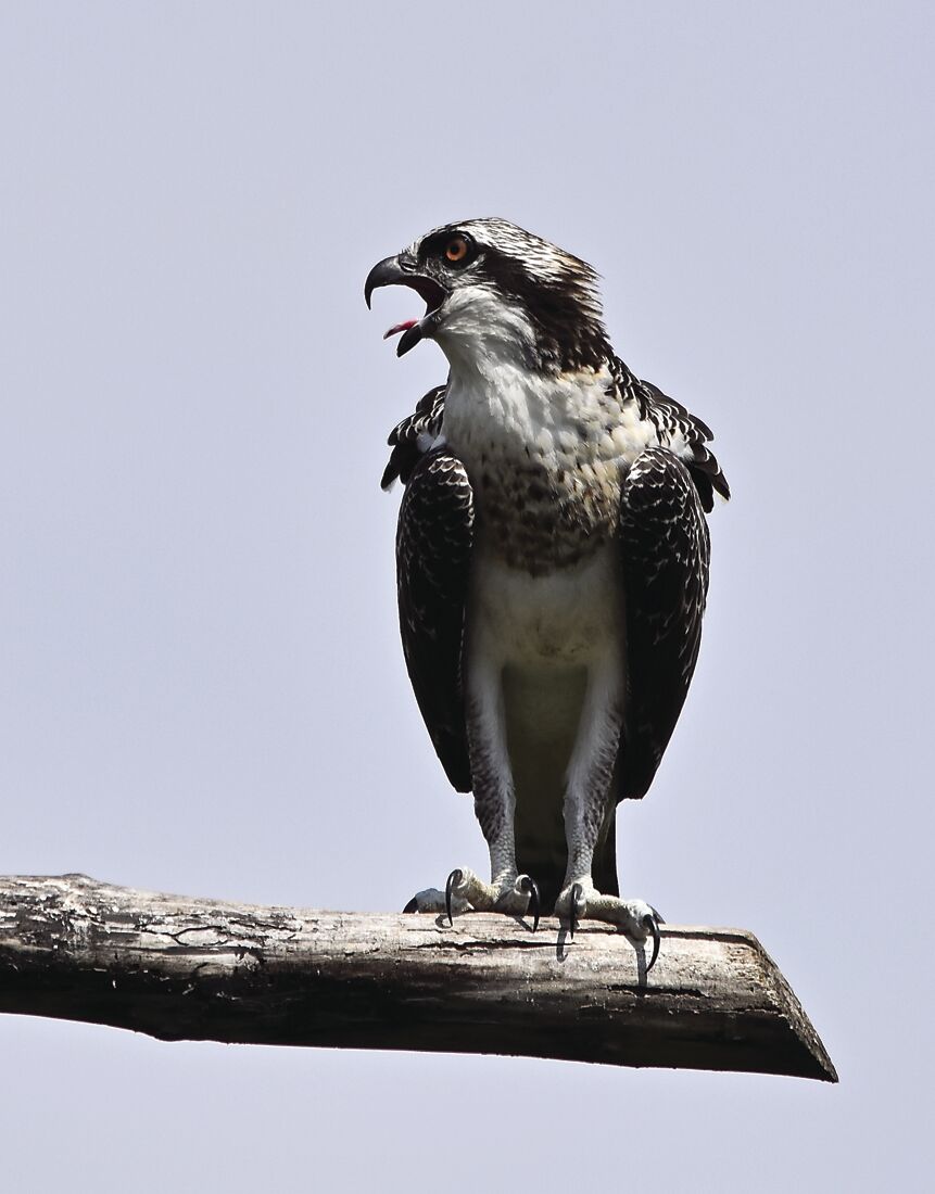 Osprey warm